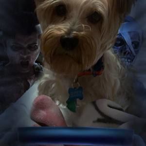 Meet your Posher, Buddy